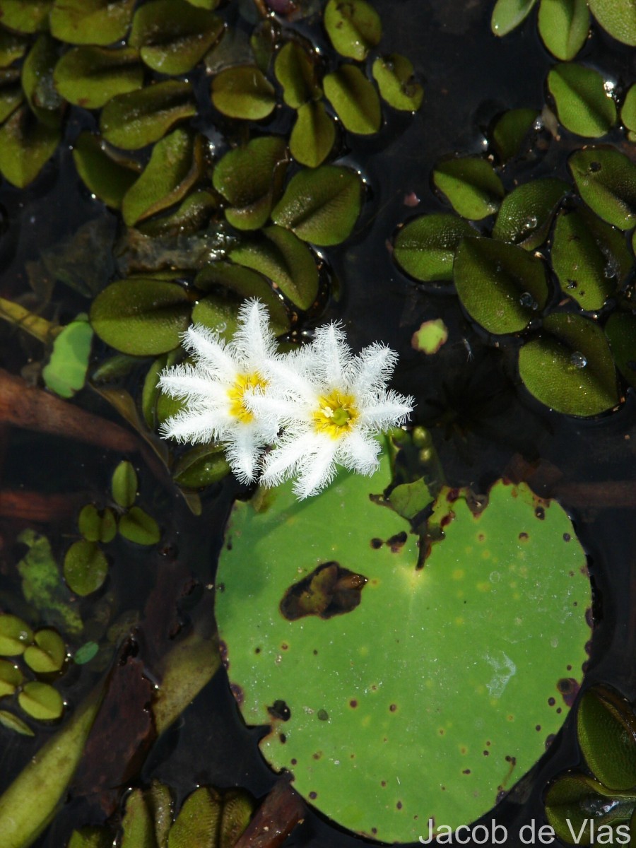 Nymphoides indica (L.) Kuntze